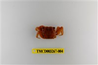 藏品(帝王仿相手蟹)的圖片